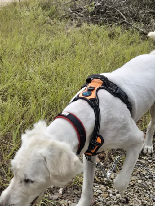 SANDY - Golden Retriever / Poodle (Standard) available for adoption
