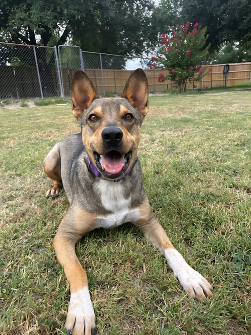 JM - German Shepherd Dog / Lancashire Heeler available for adoption