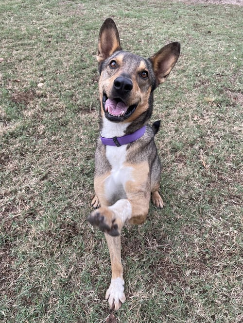 JM - German Shepherd Dog / Lancashire Heeler available for adoption