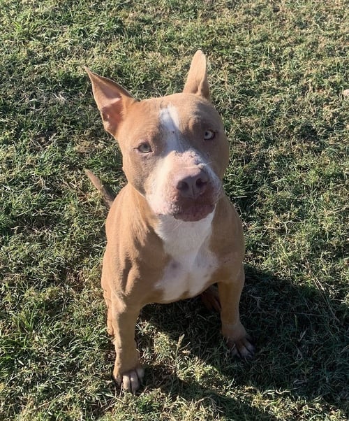 KETO - Pit Bull Terrier available for adoption