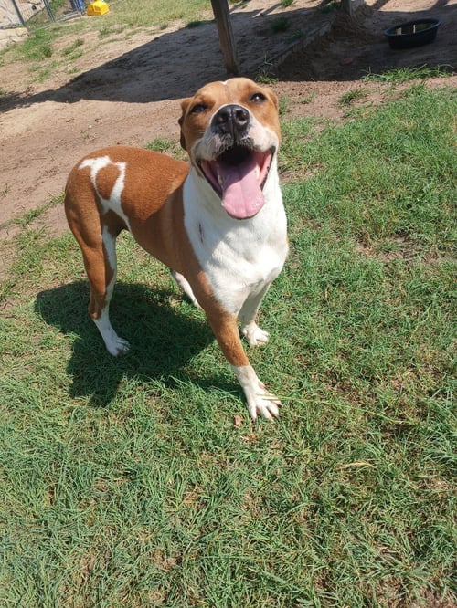 SCOOBY - Pit Bull Terrier available for adoption