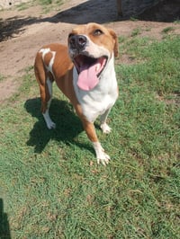 Scooby - Photo 3