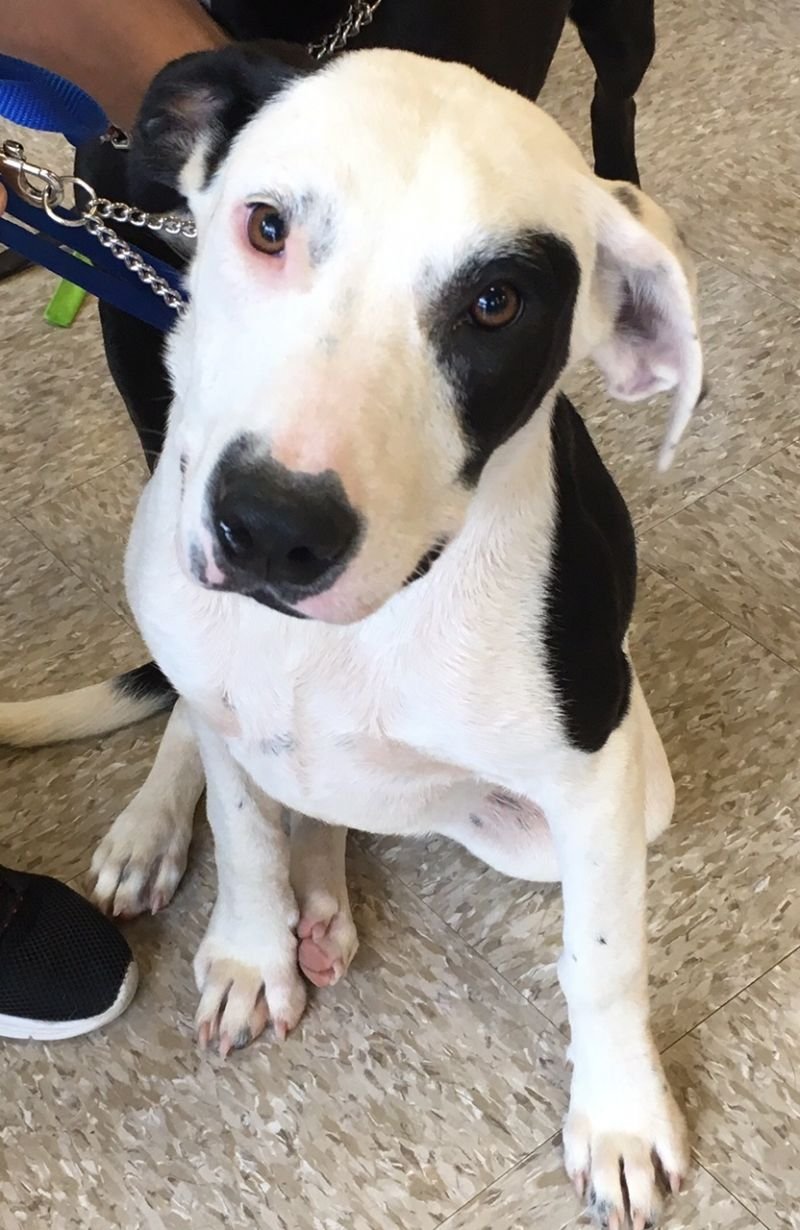 STEPH - Australian Cattle Dog/Blue Heeler / Labrador Retriever available for adoption