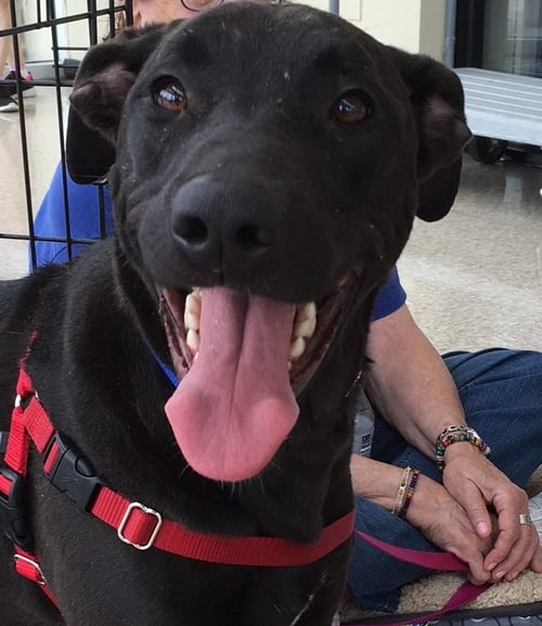 VICKY - Labrador Retriever / Mastiff available for adoption