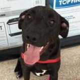 VICKY - Labrador Retriever / Mastiff available for adoption