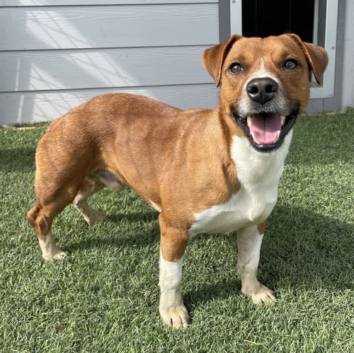 MR. RED - Beagle available for adoption