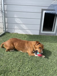 Mr. Red - Photo 4