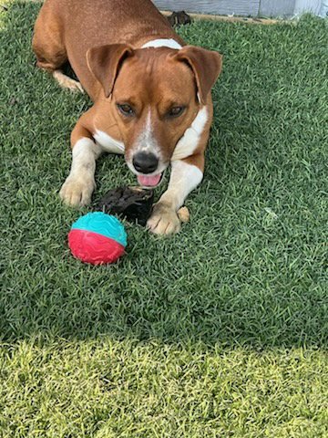 MR. RED - Beagle available for adoption
