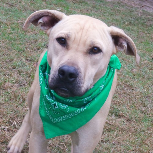 CHESTER - Yellow Labrador Retriever / American Pit Bull Terrier available for adoption