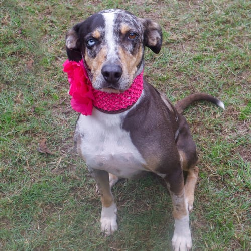 SHIRLEY - Australian Shepherd / Hound available for adoption