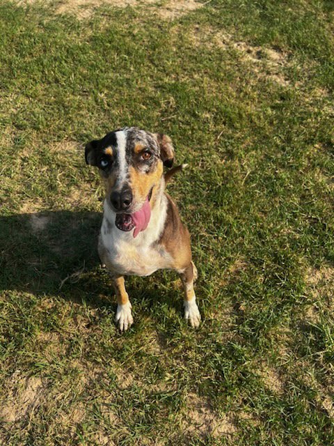 SHIRLEY - Australian Shepherd / Hound available for adoption