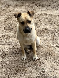 Sadie - Photo 1