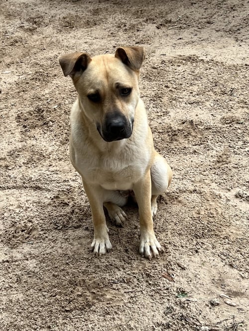 SADIE - Black Mouth Cur available for adoption