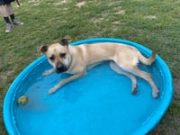 Sadie - Photo 2