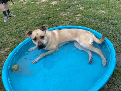 SADIE - Black Mouth Cur available for adoption