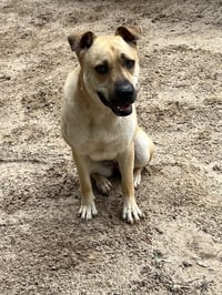 Sadie - Photo 3