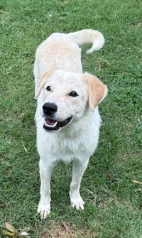 Ruby - Photo 1