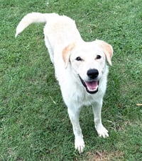 Ruby - Photo 2