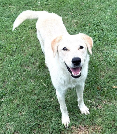 RUBY - Labrador Retriever / Red Heeler available for adoption