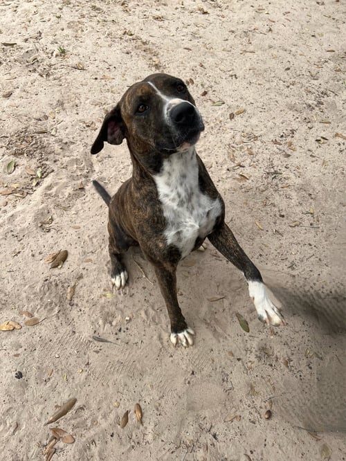 TINA - American Staffordshire Terrier available for adoption