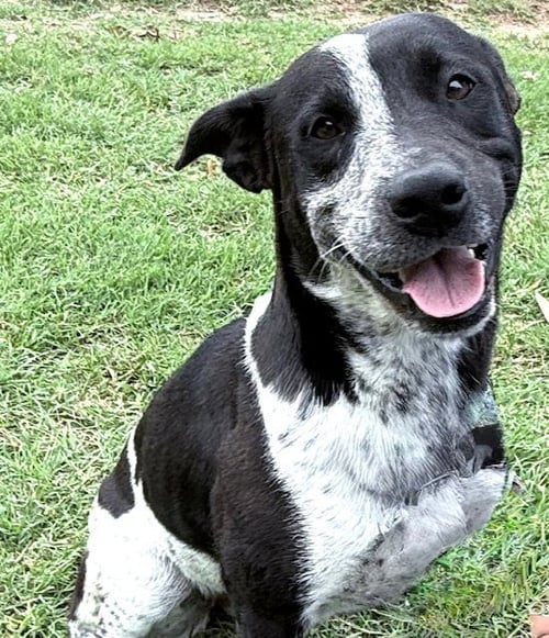 BESSIE - Australian Cattle Dog/Blue Heeler available for adoption