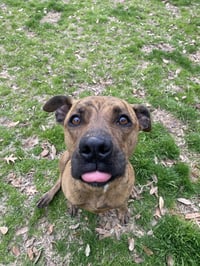 Maize - Photo 2