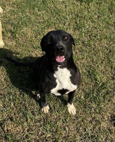 KETA - Black Labrador Retriever / Terrier available for adoption