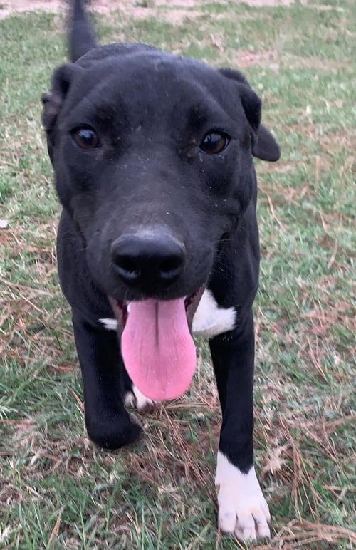 KETA - Black Labrador Retriever / Terrier available for adoption