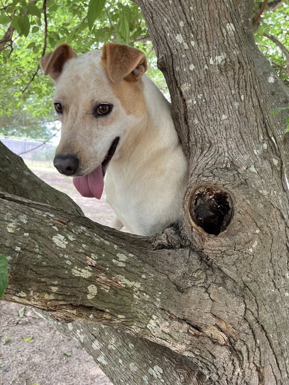 Ringo Image
