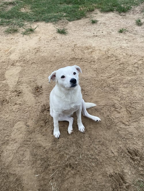 JAZMINE - Yellow Labrador Retriever available for adoption