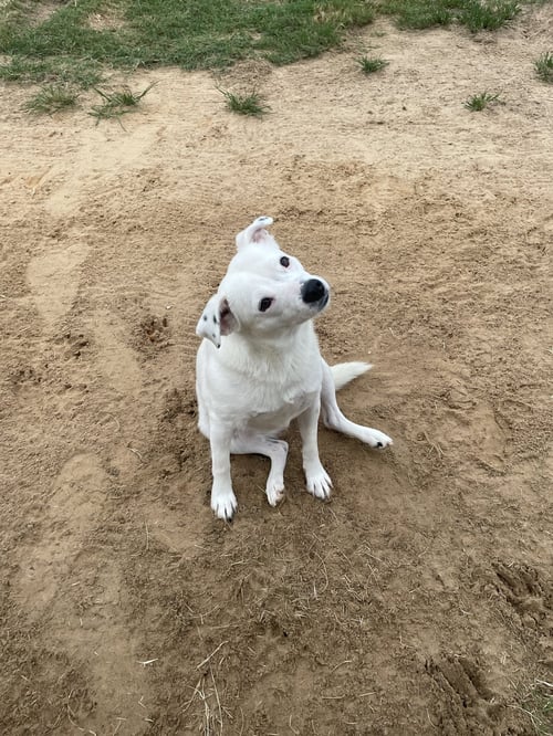 JAZMINE - Yellow Labrador Retriever available for adoption