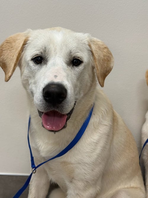 DOZER - Yellow Labrador Retriever available for adoption
