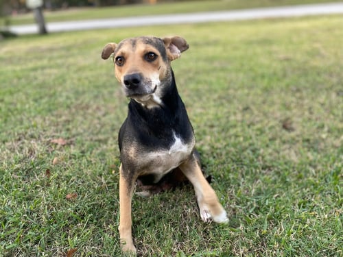 BLISS - Hound available for adoption