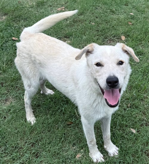 MAX - Labrador Retriever / Red Heeler available for adoption