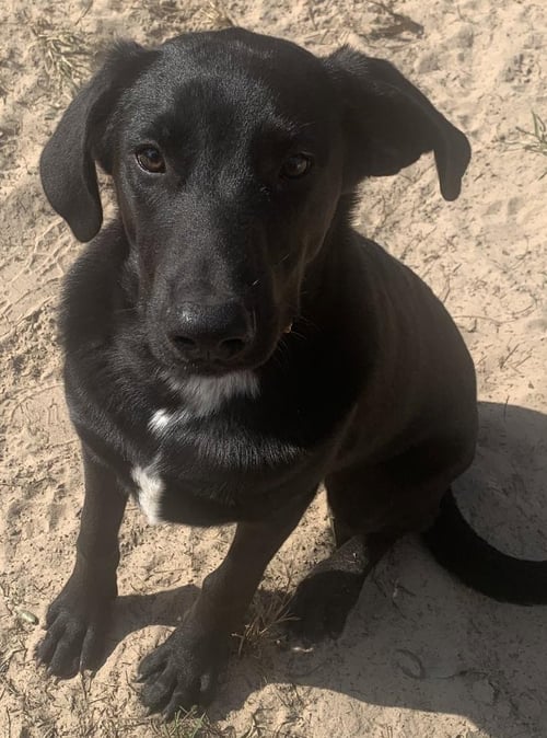 TOMMY - Australian Cattle Dog/Blue Heeler / Great Pyrenees available for adoption