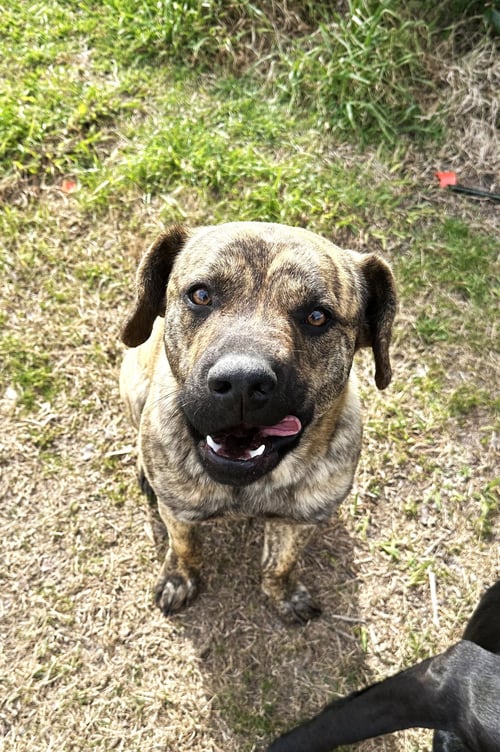 BUTCH CASSIDY - Catahoula Leopard Dog / Pit Bull Terrier available for adoption