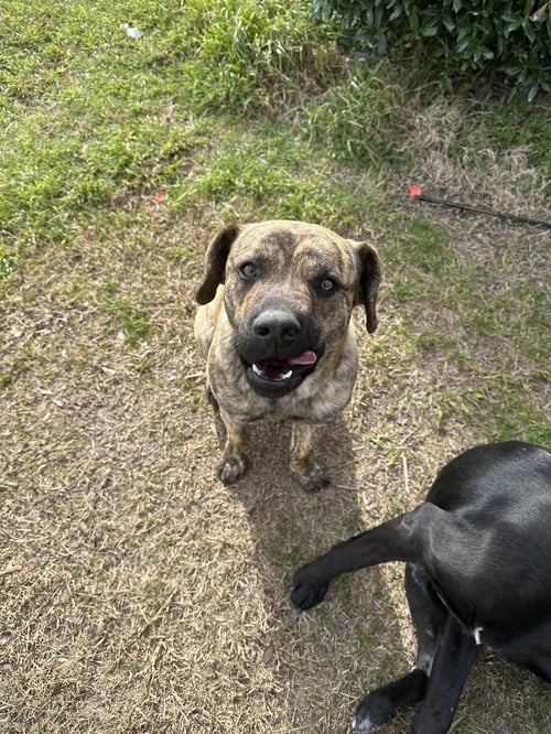 BUTCH CASSIDY - Catahoula Leopard Dog / Pit Bull Terrier available for adoption