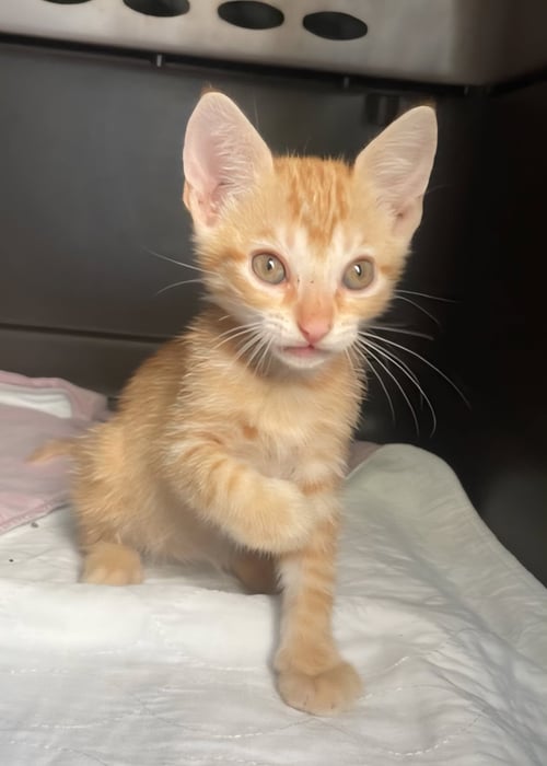 PEANUT BUTTER - Tabby available for adoption