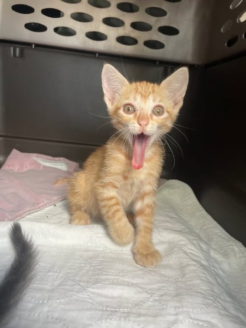 PEANUT BUTTER - Tabby available for adoption