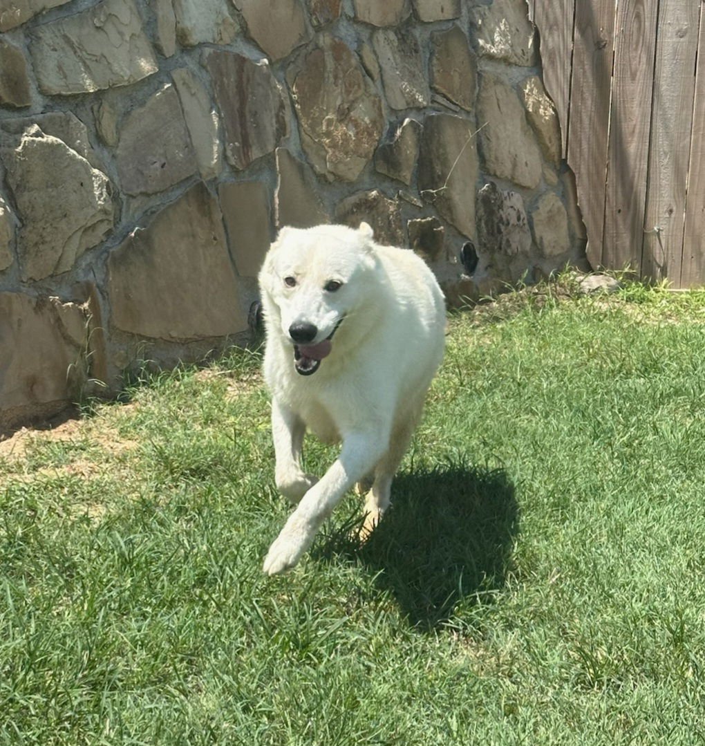 SNOW - Great Pyrenees available for adoption