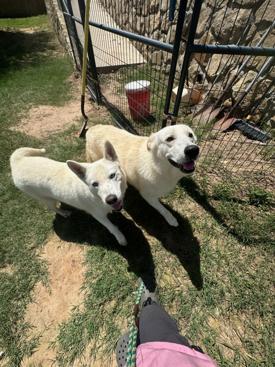 SNOW - Great Pyrenees available for adoption