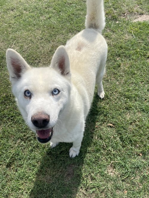 SNOW - Great Pyrenees available for adoption