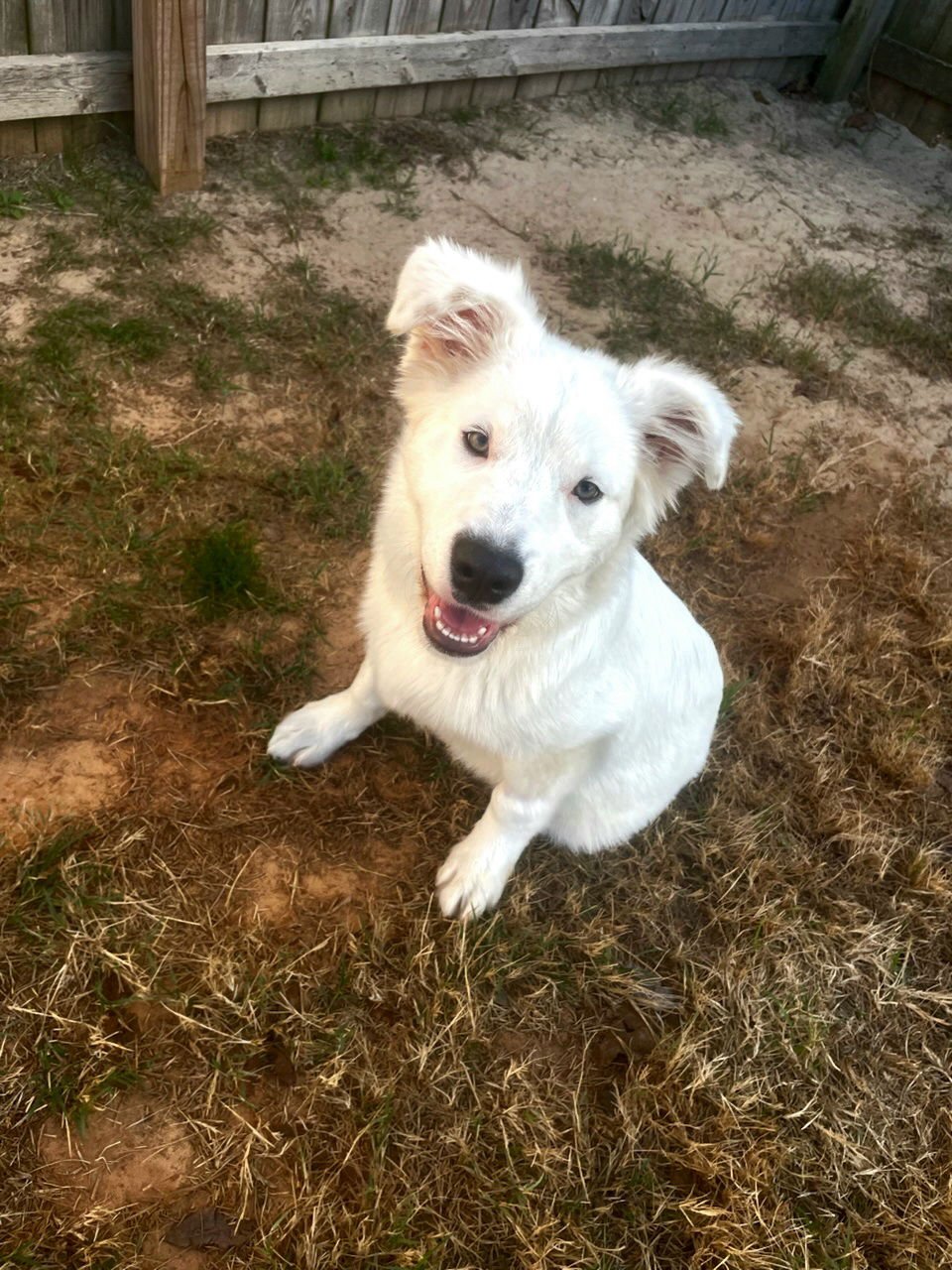 MELLOW - Great Pyrenees available for adoption