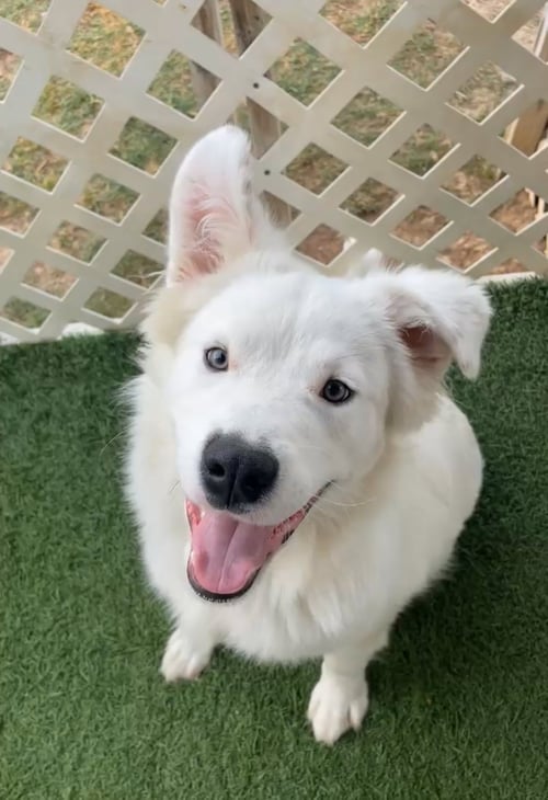 MELLOW - Great Pyrenees available for adoption