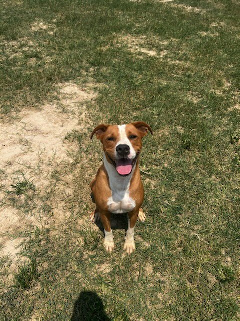 OZ - Pit Bull Terrier / Rhodesian Ridgeback available for adoption