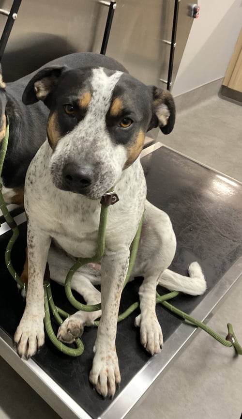 MOMMA - Australian Cattle Dog/Blue Heeler available for adoption
