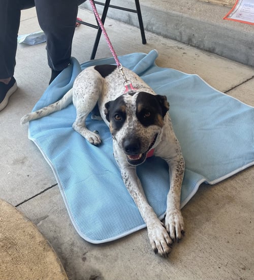 MOMMA - Australian Cattle Dog/Blue Heeler available for adoption