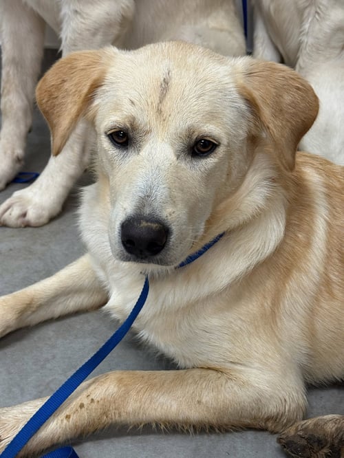HONEY - Yellow Labrador Retriever available for adoption