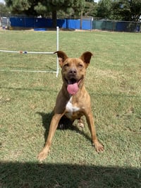 Tazz - Photo 1