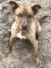 Tazz - Photo 2